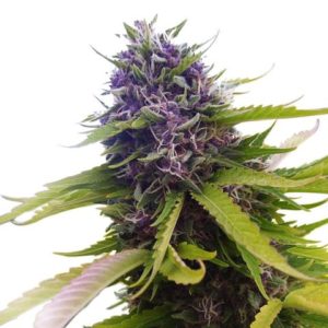 blueberry strain blueberry strain blueberry cannabis cannabis strain